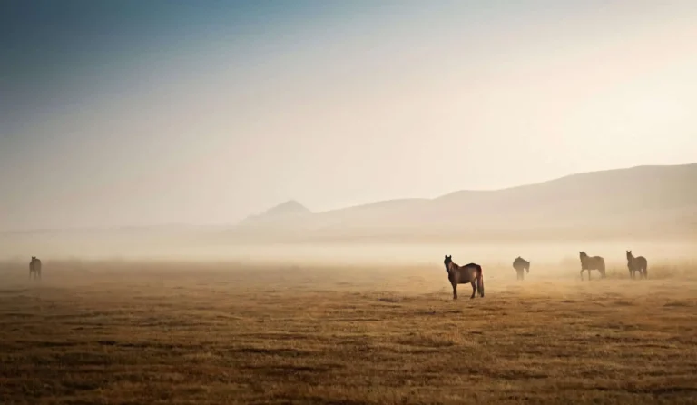 Landsape with horses