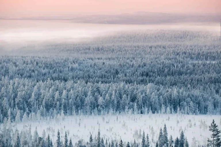Winter tundra