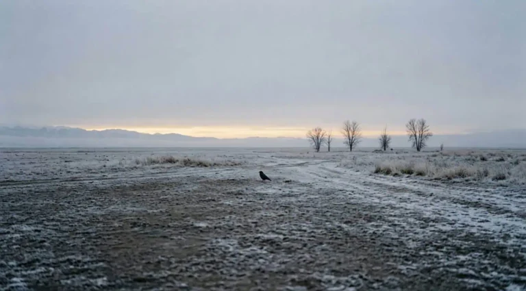 A lone crow on a bare, frost-hardened winter plain at dawn under a cold pale sky, a solitary living thing in an empty landscape, evoking the existential themes explored after Camus.
